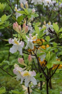 The garden is known for its lilacs and rhododendron.